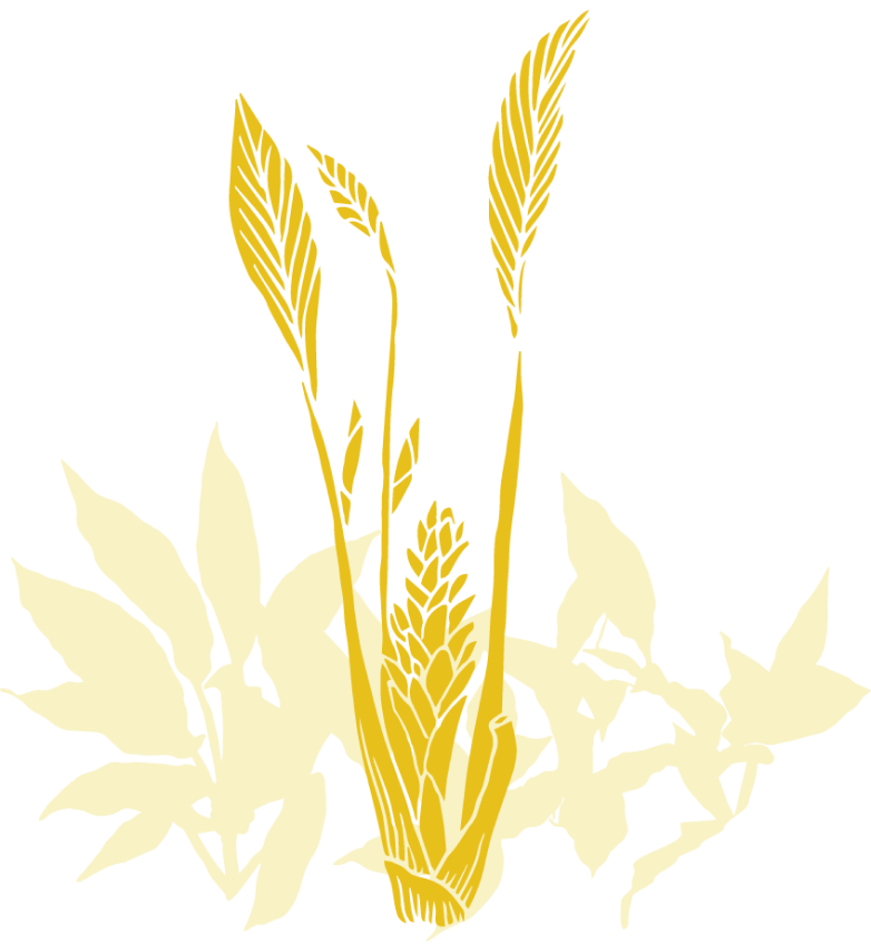 Hand illustration of kukui leaves being weaved into hipu‘u lei